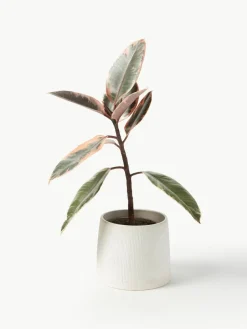 Übertopf Benedita, H 13 cm