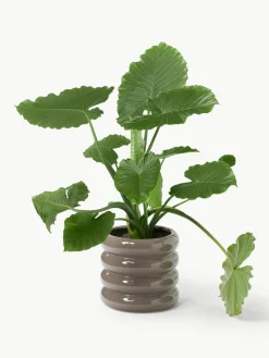 Übertopf Rudi aus Steinzeug, H 30 cm