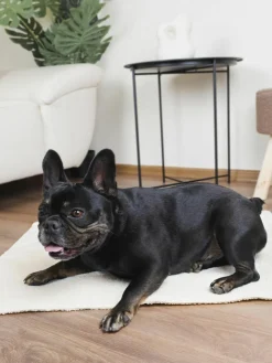 Bouclé-Hundedecke Balance, in verschiedenen Größen