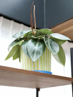 Handbemalter Porzellan-Übertopf Ray