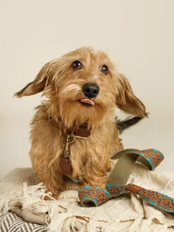 Handgefertigte Hundeleine Etna