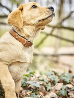 Handgefertigtes Haustier-Halsband Amici aus Nappaleder, in verschiedenen Größen