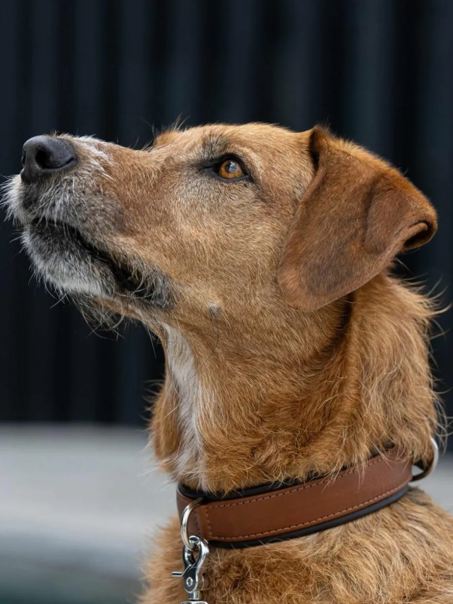 Handgefertigtes Haustier-Halsband Amici aus Nappaleder, in verschiedenen Größen