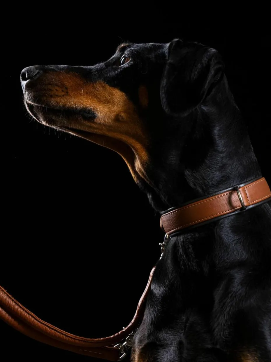 Handgefertigtes Haustier-Halsband Amici aus Nappaleder, in verschiedenen Größen