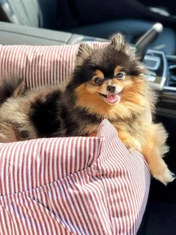 Haustierautositz Premium mit Sicherheitsgurt, in verschiedenen Größen