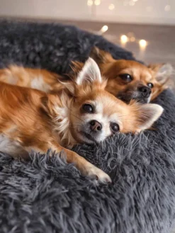 Haustierbett Fluffy aus Teddy, in verschiedenen Größen