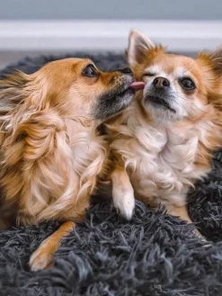 Haustierbett Fluffy aus Teddy, in verschiedenen Größen