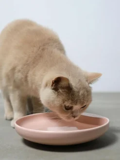 Haustiernapf Plate aus Porzellan