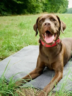 Haustier-Steppdecke Teddy mit Anti-Rutsch-Unterseite, in verschiedenen Größen