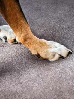 Samt-Hundebett Buffalo, in verschiedenen Größen