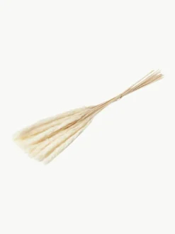 Trockenblumen Pampas